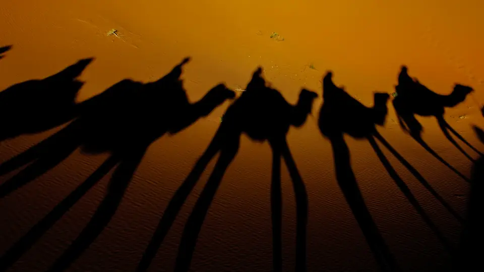 Camels walking on Cable Beach at sunset in Broome