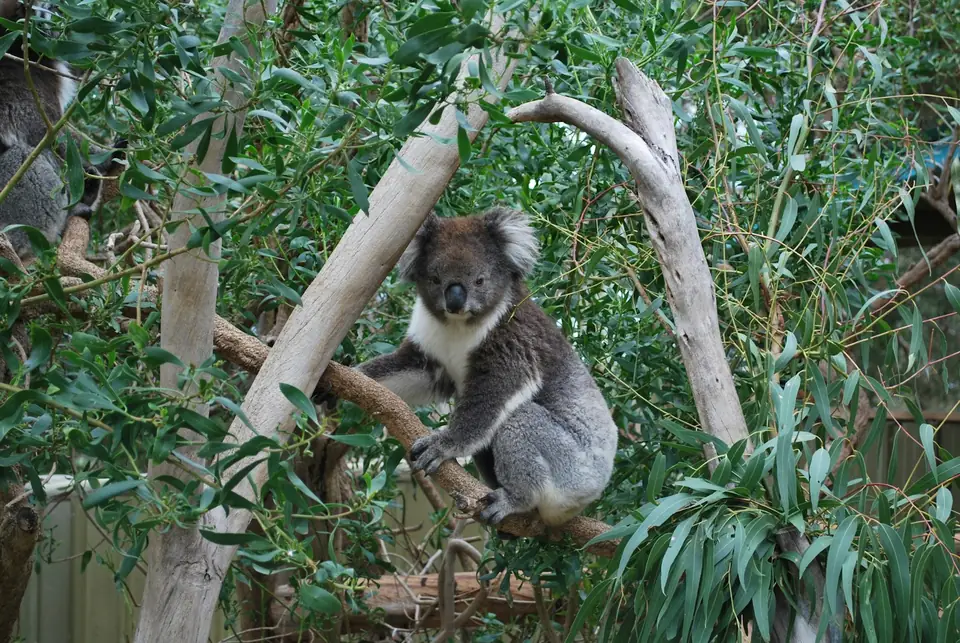 Koala sleeping in a eucalyptus tree