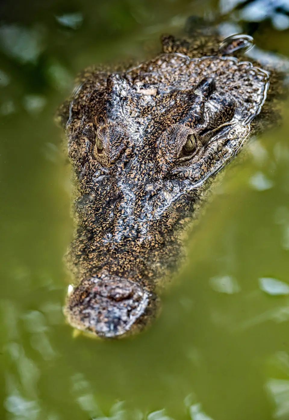 Saltwater crocodile in Australian river