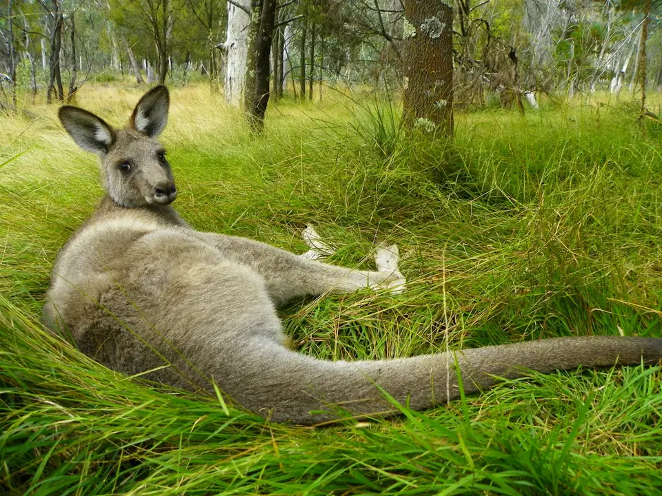 Kangaroo