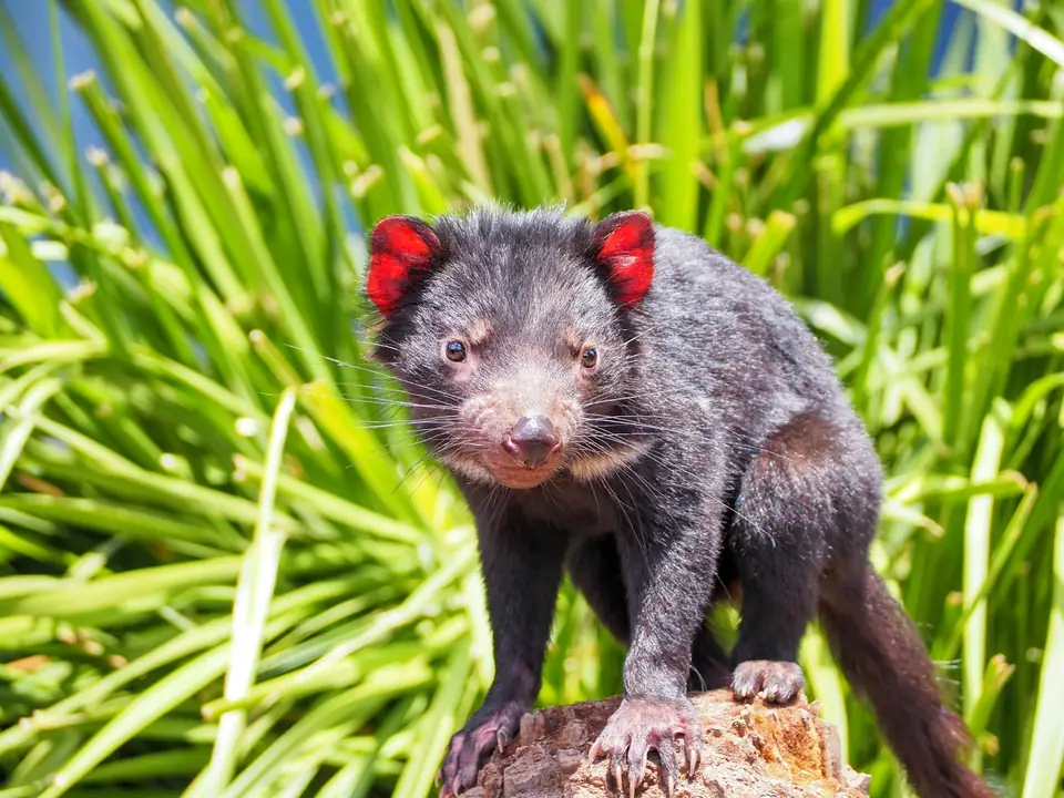 Tasmanian Devil displaying its teeth in a sanctuary