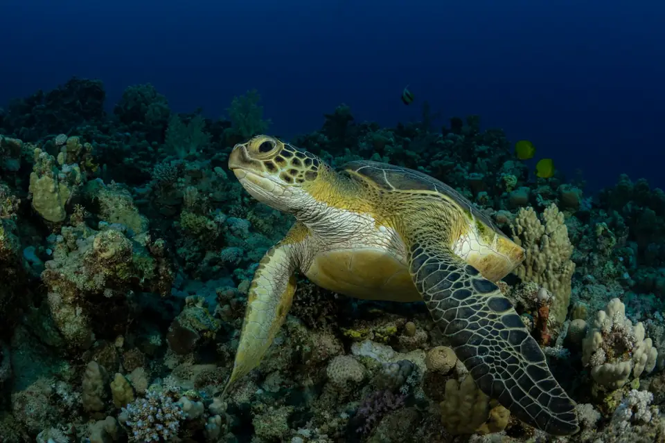 Great Barrier Reef