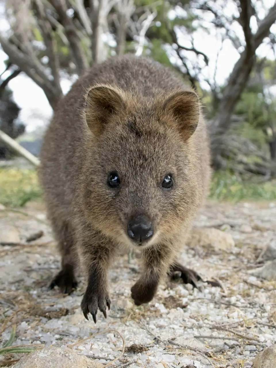 Quokka smiling on Rottnest Island